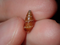 Mitrella bicincta