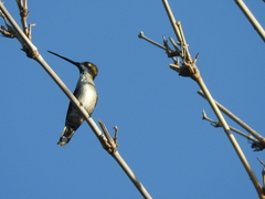 Heliomaster longirostris