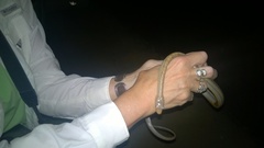 Pantherophis bairdi