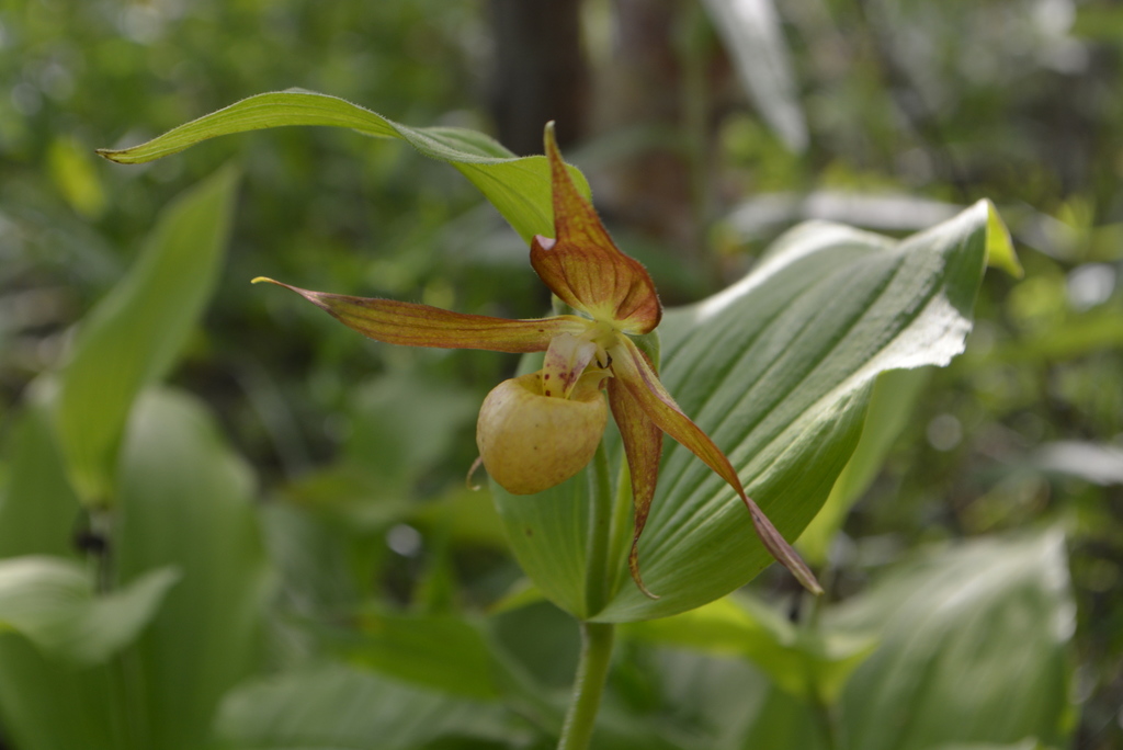 Cypripedium shanxiense S.C.Chen