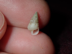 Litiopidae