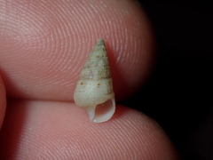 Litiopidae