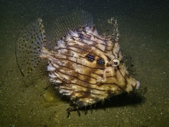 Chaetodermis penicilligerus