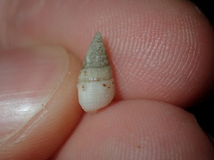 Litiopidae