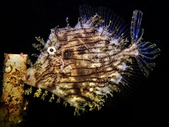 Chaetodermis penicilligerus