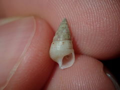 Litiopidae