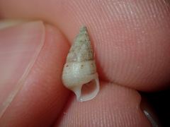 Litiopidae