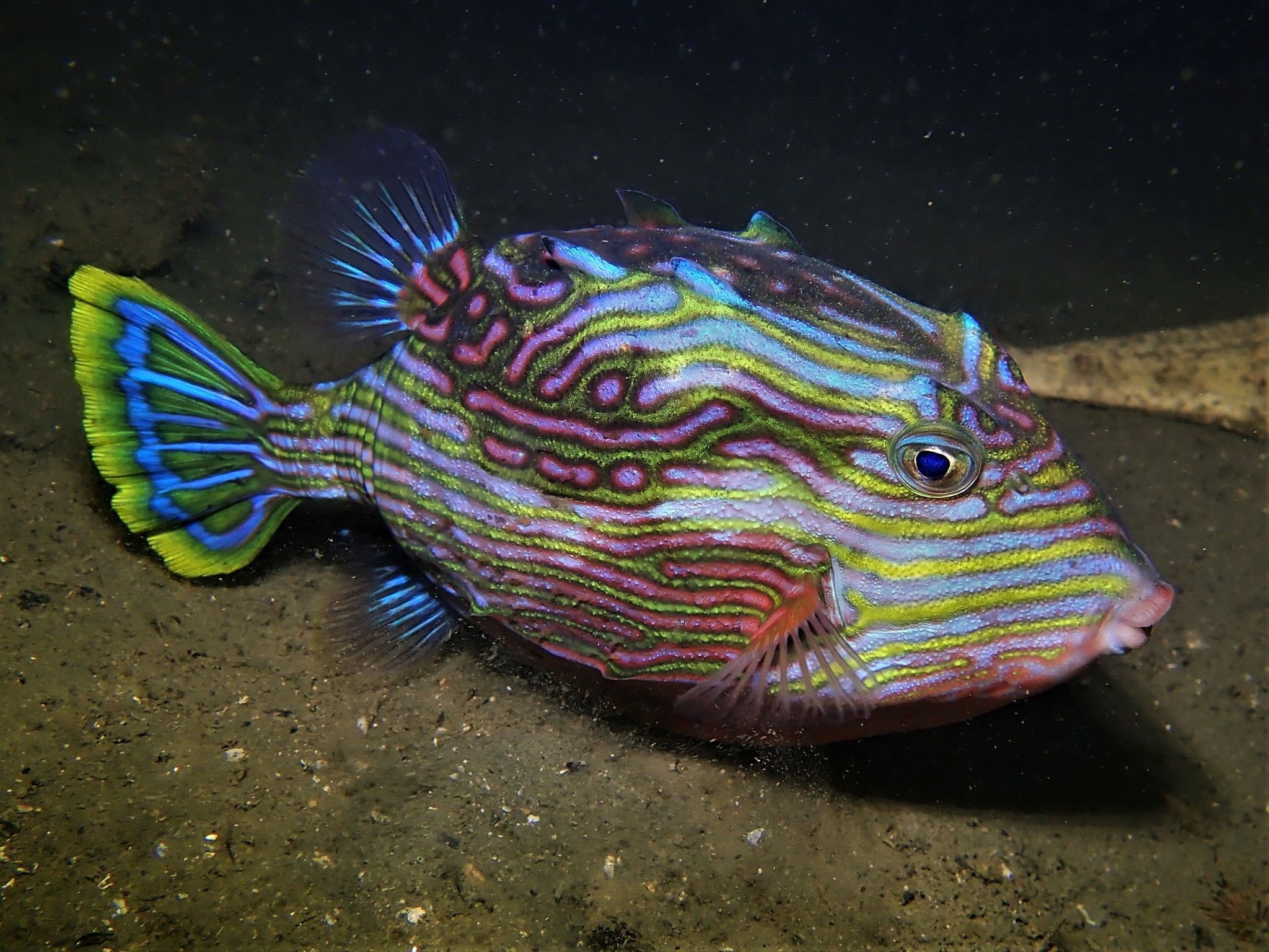 Shaw Fish 40 Types of Boxfish: Popular Species Guide