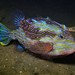 Shaw's Cowfish - Photo (c) J. Martin Crossley, some rights reserved (CC BY-NC-SA), uploaded by J. Martin Crossley