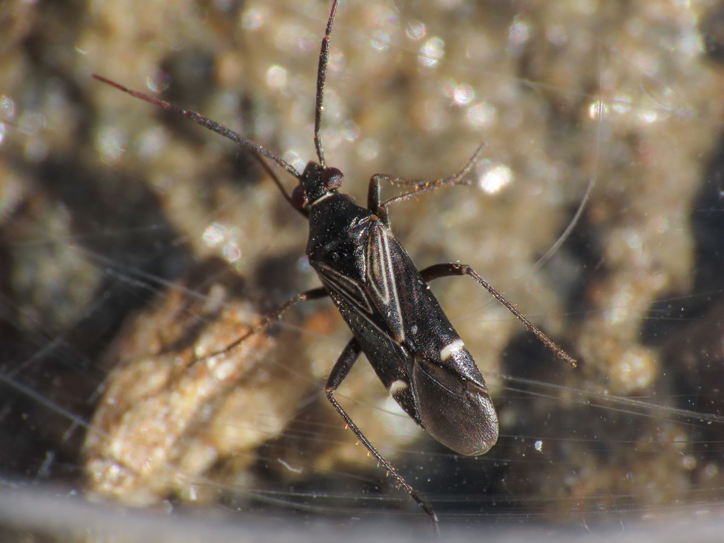 Cremnocephalus alpestris
