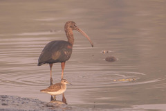 Plegadis falcinellus