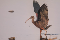 Plegadis falcinellus