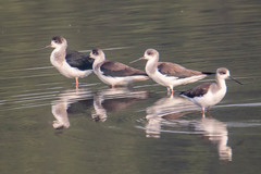 Himantopus himantopus