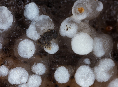 Hobsonia mirabilis