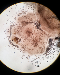 Hobsonia mirabilis