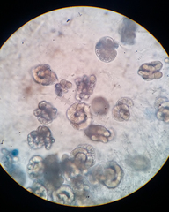 Hobsonia mirabilis
