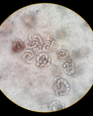 Hobsonia mirabilis