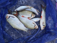 Systomus orphoides