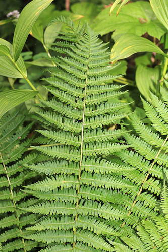 Dryopteris sichotensis iNat (2)