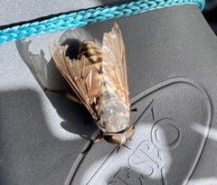 Hybomitra bimaculata