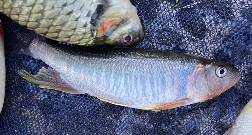 Taiwan torrent carp (Opsariichthys pachycephalus) — Cyprinidae — 2