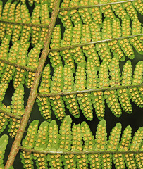 Dryopteris sichotensis