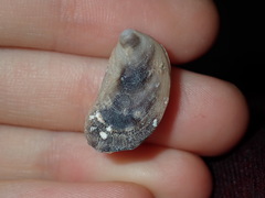 Vulsella