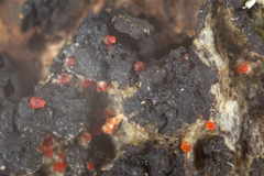 Pseudocosmospora vilior