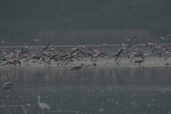 Phoenicopterus roseus