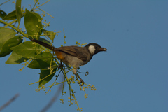 Pycnonotus leucotis