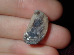 Vulsella