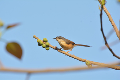 Prinia socialis