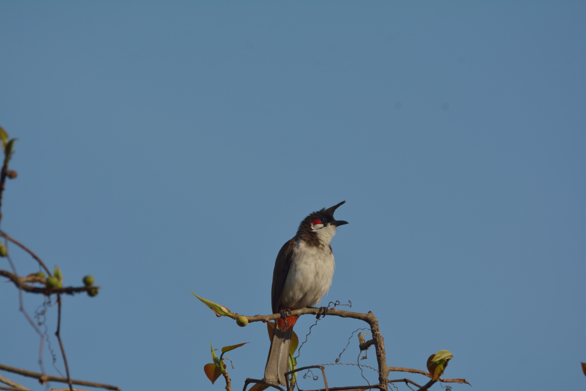 Red-whiskered Bulbul