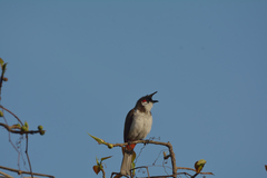 Pycnonotus jocosus