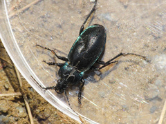 Carabus germarii