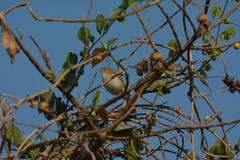 Passeriformes