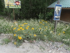 Tanacetum vulgare boreale