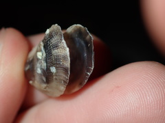 Vulsella