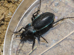 Carabus germarii