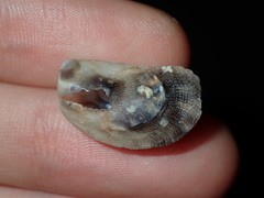 Vulsella