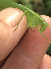 Scudderia curvicauda