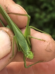 Scudderia curvicauda