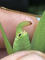 Scudderia curvicauda