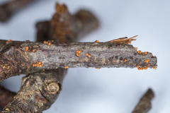 Ochronectria