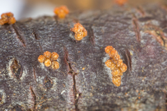 Ochronectria