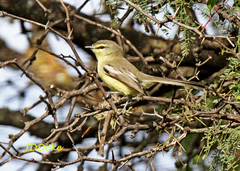Stigmatura budytoides