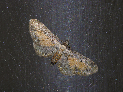 Tawny Speckled Pug, Brämaregården, Göteborg, Sverige, photo 4 of 10