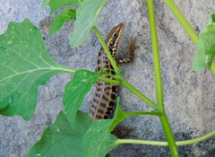 Heremites auratus