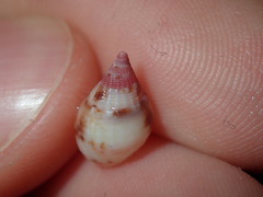 Nassarius gaudiosus