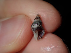 Agnewia tritoniformis